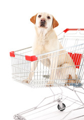 Dog in shopping cart isolated on white
