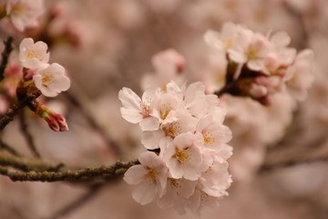 Fototapeta premium 桜