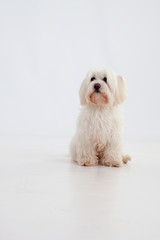 Maltese dog