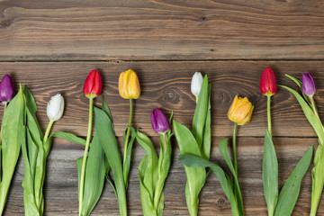 Colorful tulips lying on a wooden background