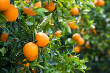 Naklejka premium Orange trees with ripe fruits