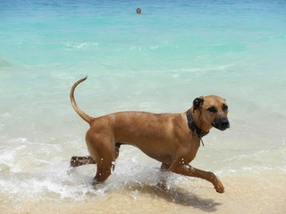 Dog running on tropical beach