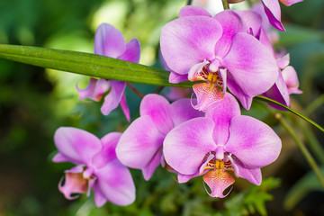 Fototapeta na wymiar Pink orchids phalaenopsis.