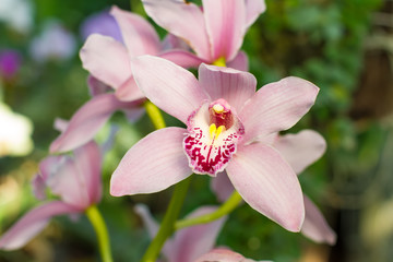 Orchid in a botanical garden.