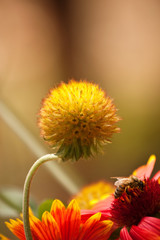 Spherical delicate yellow flower bud blooming