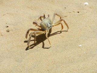 Signal crab