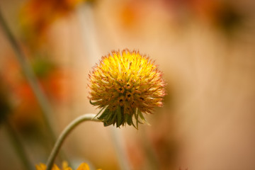 Spherical delicate yellow flower bud blooming