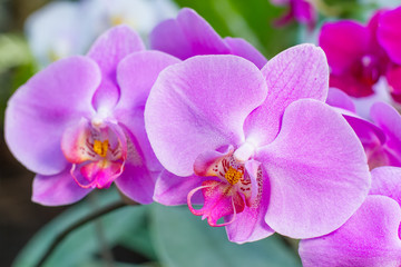 Fototapeta na wymiar Bouquet of flowers orchids.