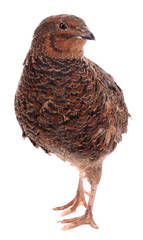 Brown quail