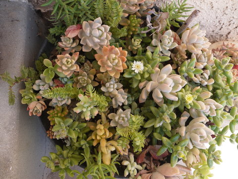 多肉植物の寄せ植え鉢