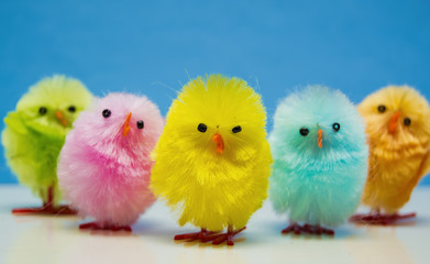 Easter chicks