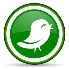 twitter green icon