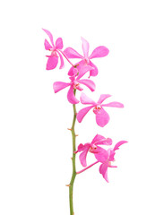 Fototapeta na wymiar Purple orchid. Isolated with a white background