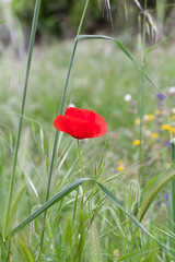 Obraz premium Single poppy flower in the green field