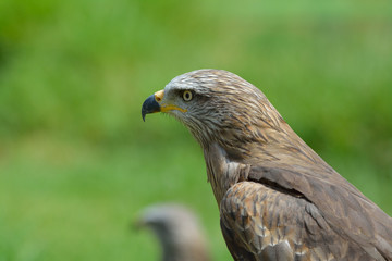 Bussard
