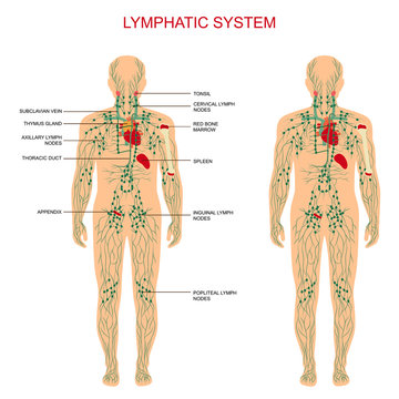 human anatomy, lymphatic system, medical lymph nodes