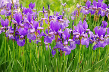 Irises