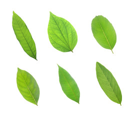 green leaves isolated on white background