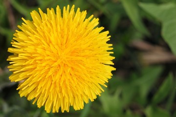 Dandelion - Taraxacum officinale