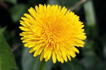 Dandelion - Taraxacum officinale