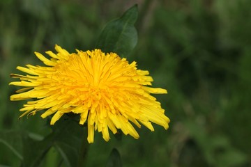 Dandelion - Taraxacum officinale