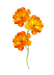 Cosmos flowers isolated on white background