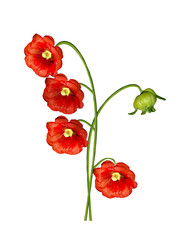 mallow flowers isolated on white background