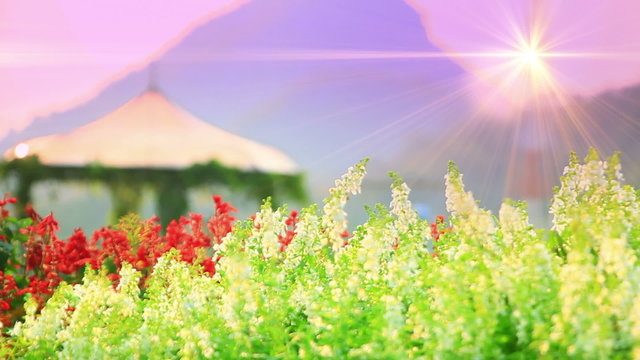 flowers and bower in park at sunset