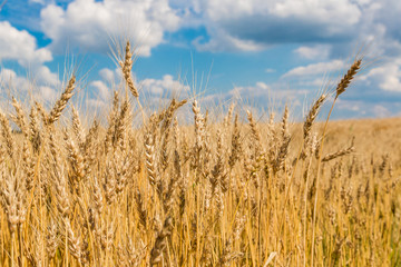 A wheat field, fresh crop of wheat