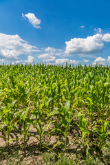Green corn field