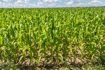 Green corn field