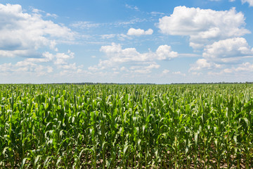 Fototapeta na wymiar Green corn field