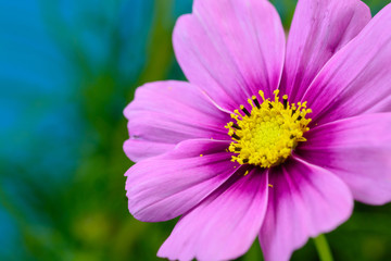 Obraz premium コスモス