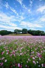 コスモス畑