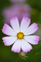 コスモス