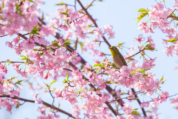 鳥と桜
