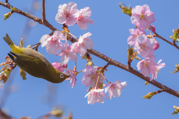 鳥と桜