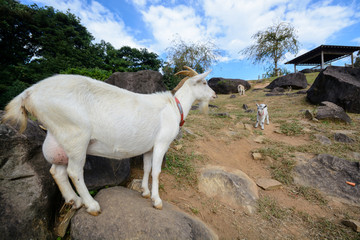 ヤギのポートレート