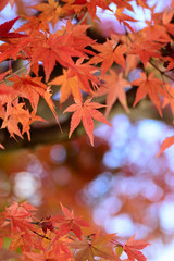 紅葉