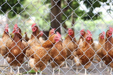 Chickens walking around in a farm