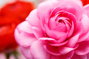 ラナンキュラス