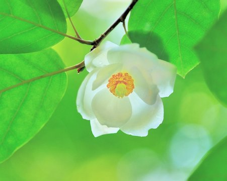 Magnolia Sieboldii Images Browse 4 Stock Photos Vectors And Video Adobe Stock