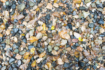 Wet Small Rocks and Fallen Leaves for Backgrounds