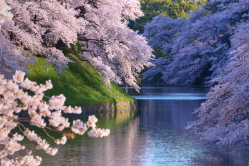 朝の千鳥ヶ淵の桜