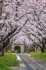 桜のアーチ