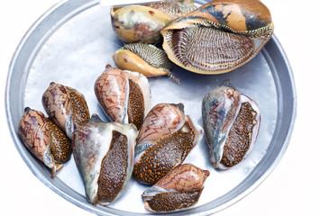 Fresh abalones snail close-up