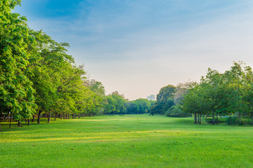 Fototapeta na wymiar Green grass field and tree in city park