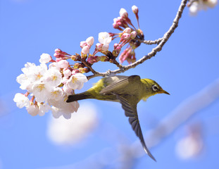Japanese white-eye