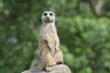 ミーアキャット