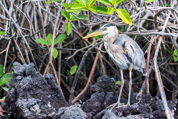 Standing Great Blue Heron